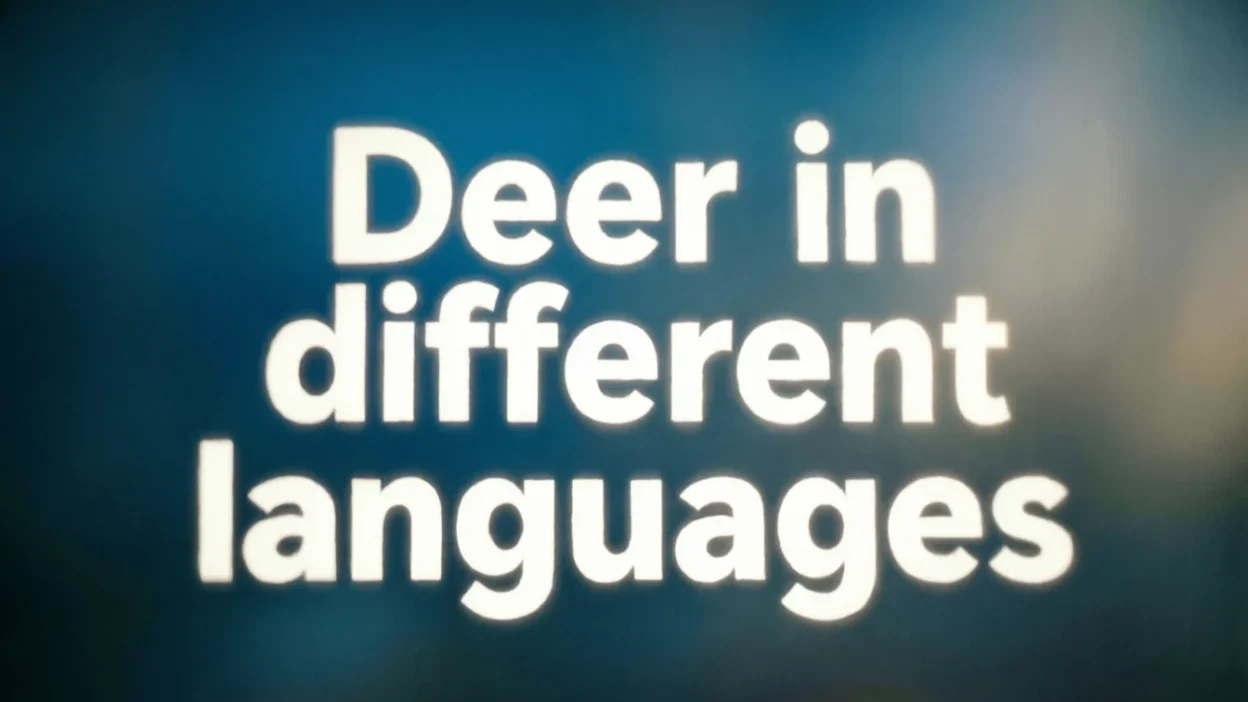Deer in Different Languages
