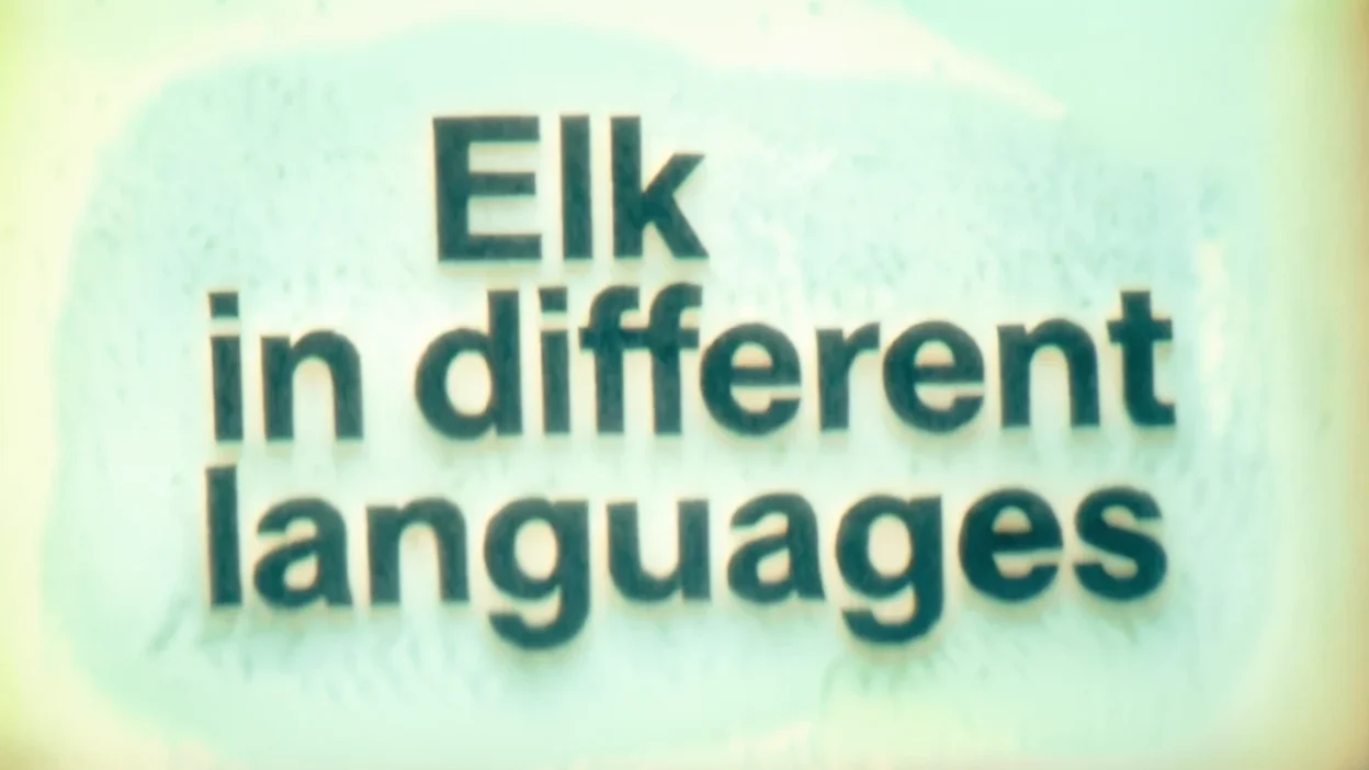 Elk in Different Languages