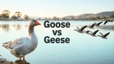 Geese or Goose